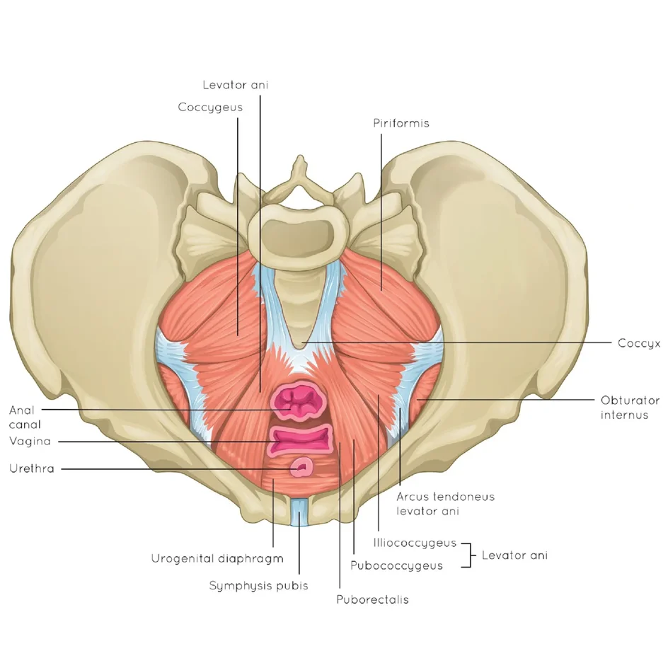 Два слоя мышц тазового дна